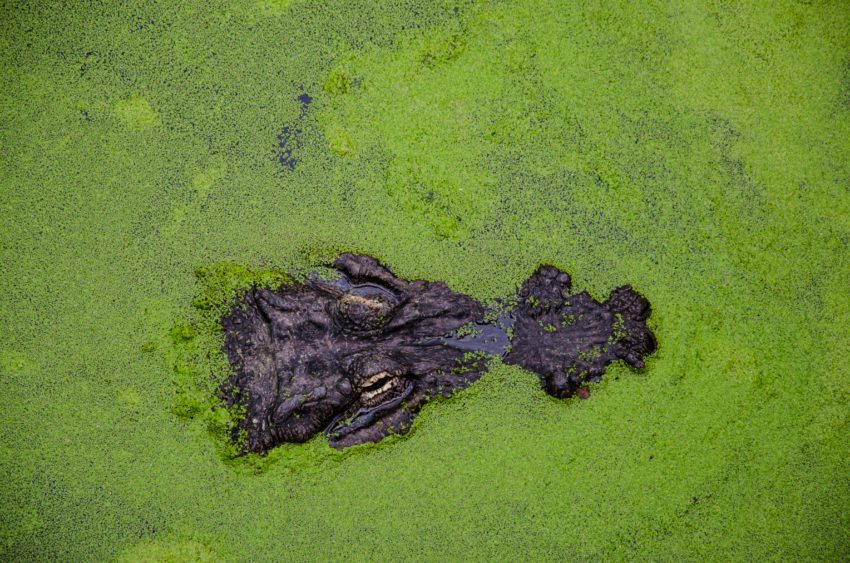 keeping algae out of pool