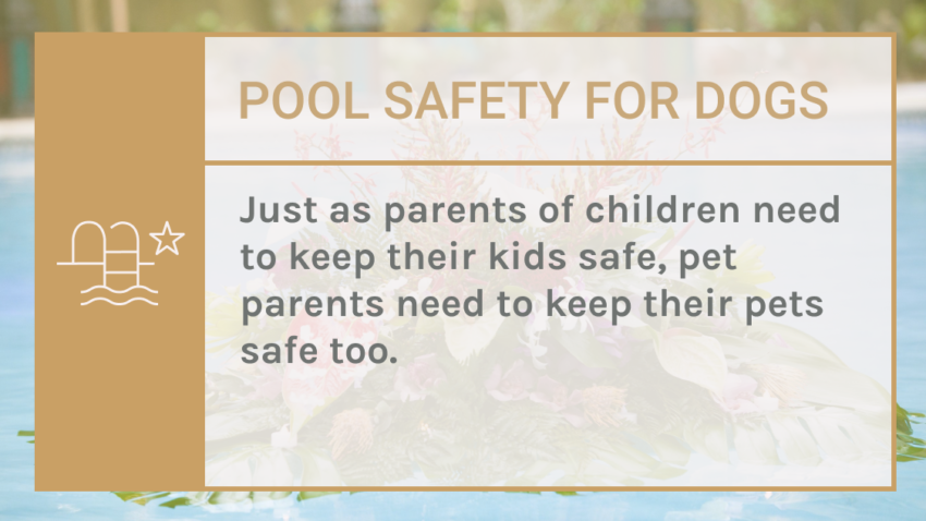 are dogs safe around pools