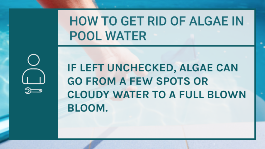How to get rid of algae in pool water