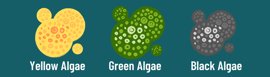 How to get rid of algae in your pool - Every tip you should know