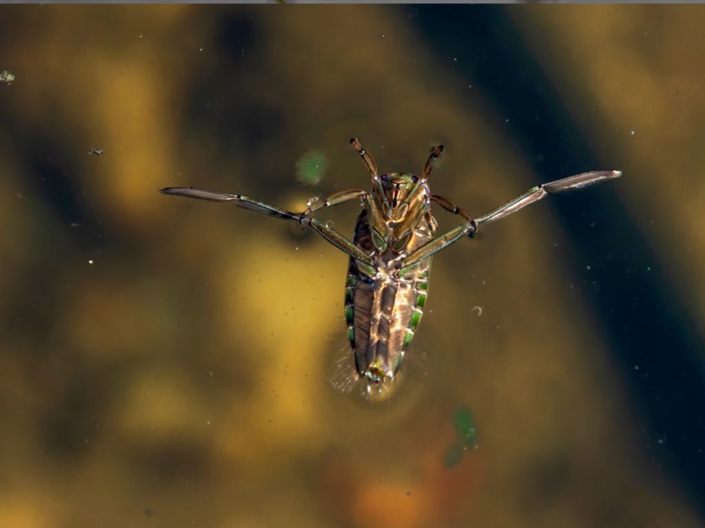 A picture of a backswimmer water bug 