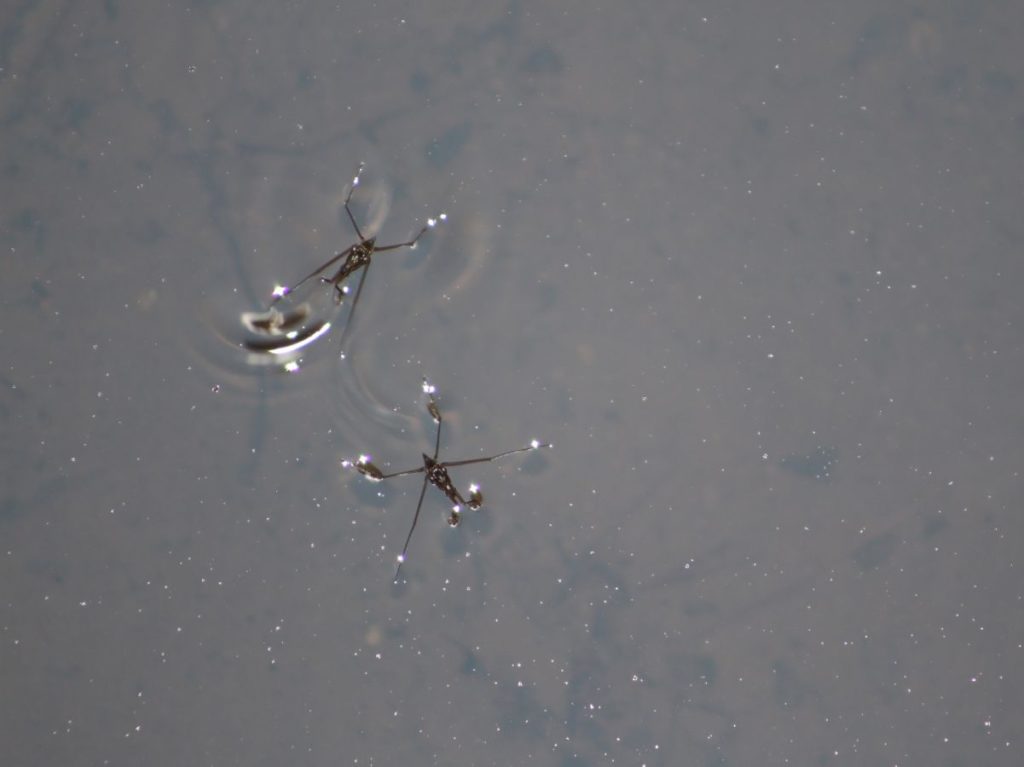A picture of two water boatman bugs 
